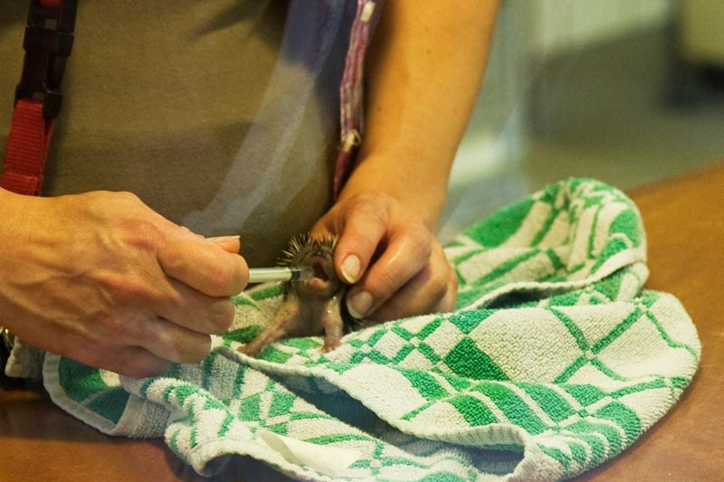 Egeljong wordt met de hand gevoerd Egeljong wordt met de hand gevoerd