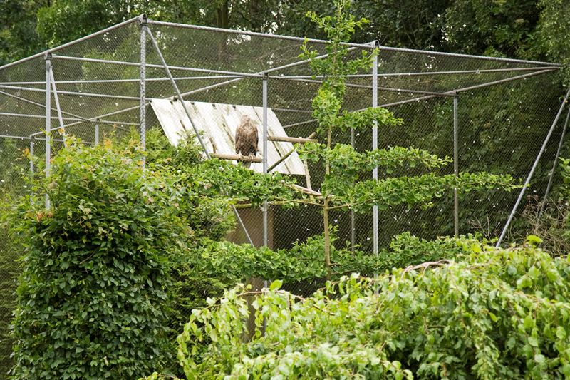 Zeearend in vogelrevalidatiecentrum Zundert